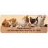 Precious Kittens Address Labels