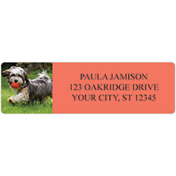 Havanese Address Labels