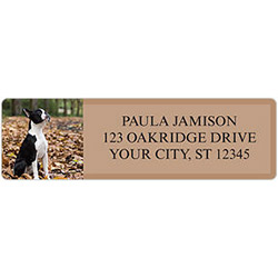 Boston Terrier Address Labels